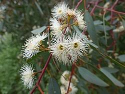 Eucalyptus Camaldulensis 12lt (red River Gum)