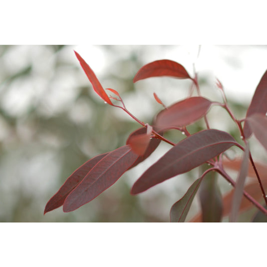 Eucalyptus Camaldulensis 18lt