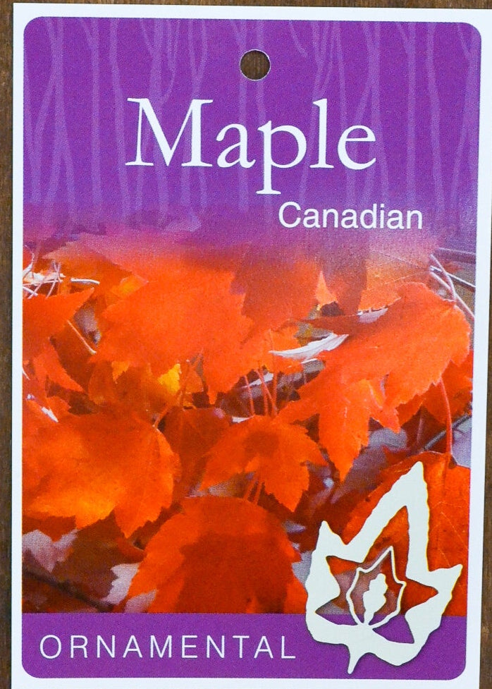 Acer Rubrum Canadian Maple bare root