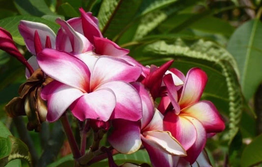 Candy Pink 30lt