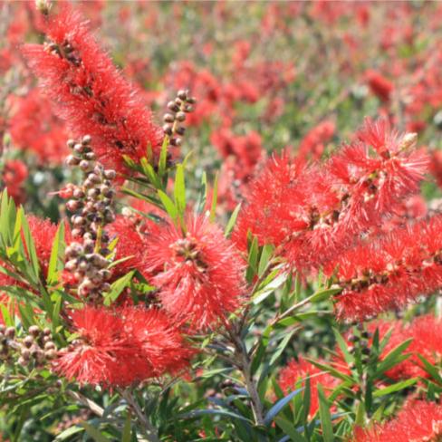 Callistemon Captain Cook 14cm