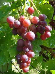 Grape Cardinal 200ml