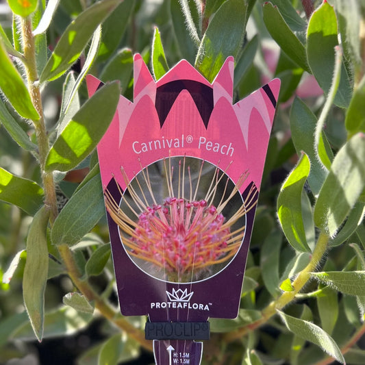 Leucospermum Carnival Peach 140mm