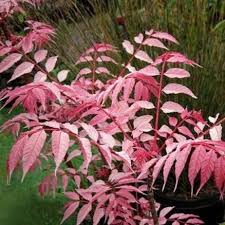 Cedrela Chinese Toon bare root