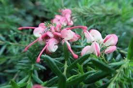 Grevillea Celia 200mm