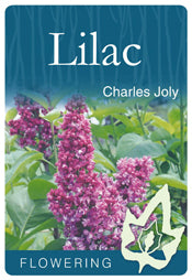 Syringa Charles Jolly 18lt