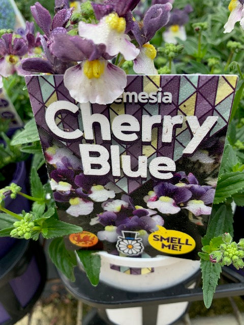 Nemesia Cherry Blue 140mm