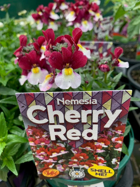 Nemesia Cherry Red 140mm