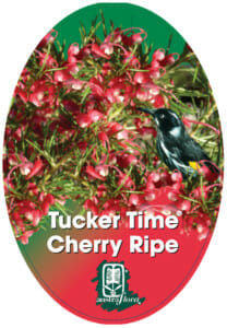 Grevillea Cherry Ripe 20cm
