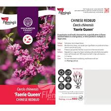 Chinese Redbud