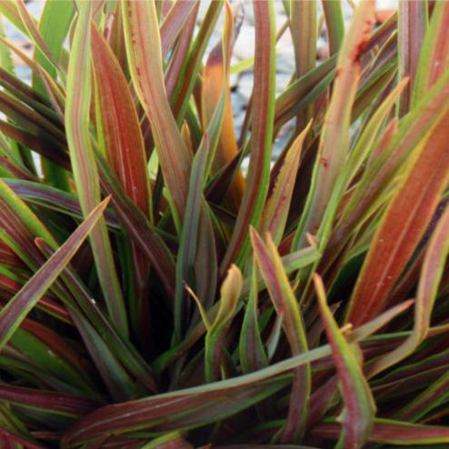 Phormium Chocomint Mist 5lt