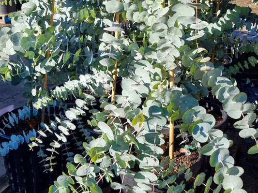 Eucalyptus Cinerea 70lt