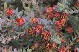 Darwinia Citriodora 140mm