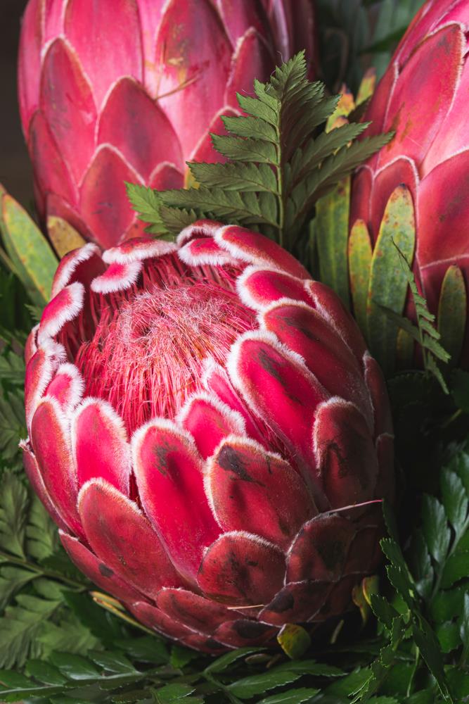 Protea Clark's Red 140mm