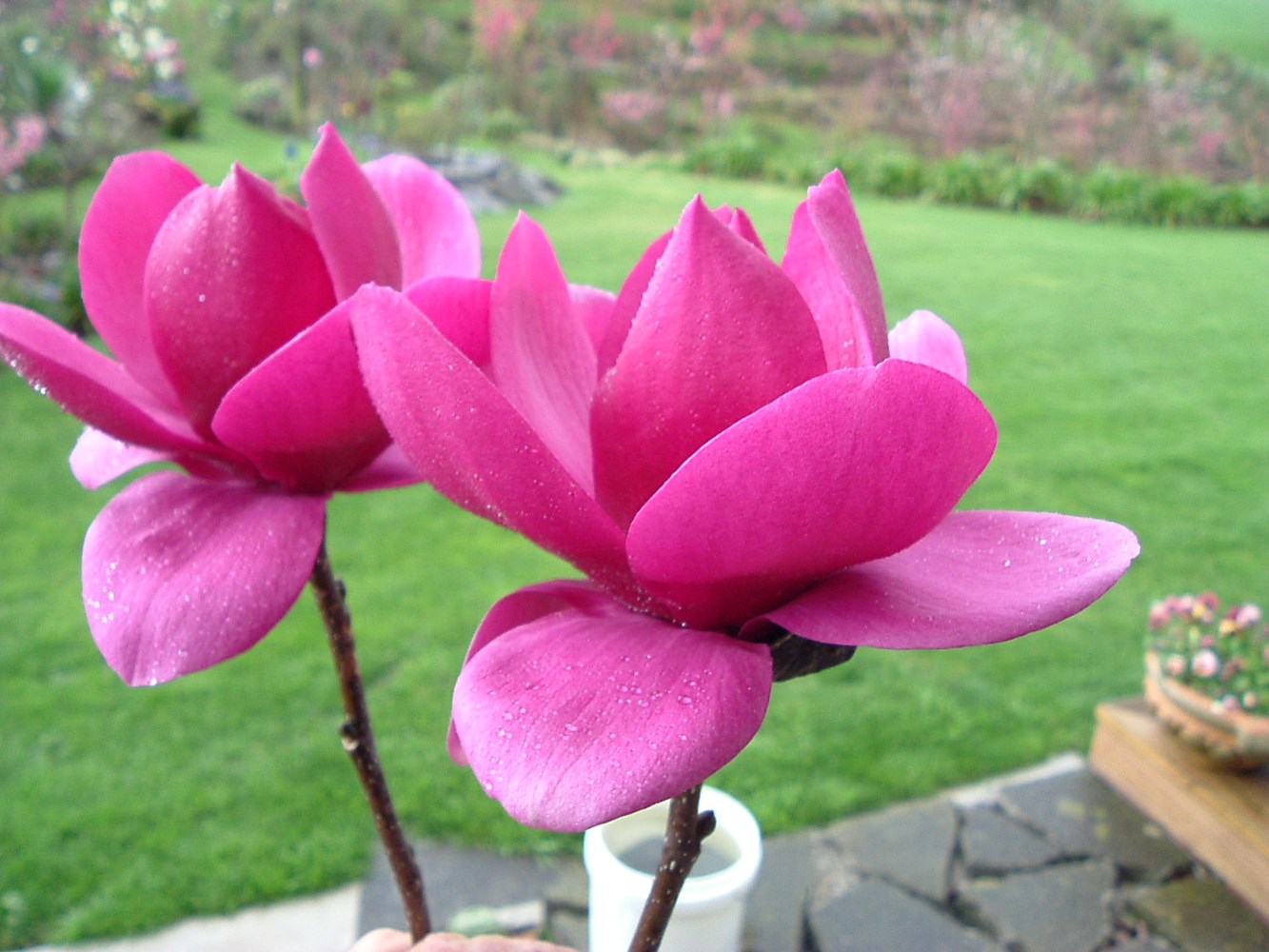 Magnolia Cleopatra bare root