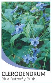 Clerodendrum Ugandense 175mm