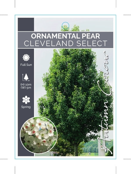 Pyrus Cleveland Select 18lt