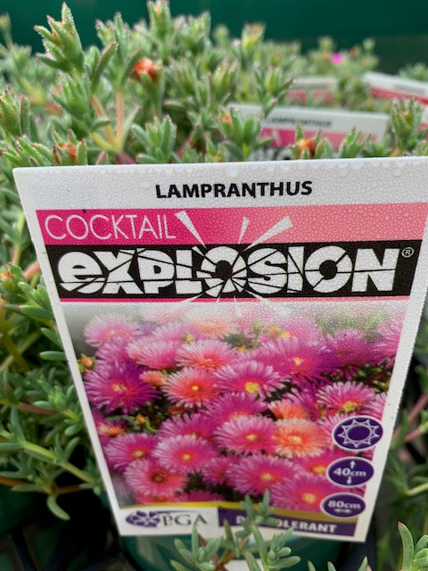 Lampranthus Cocktail Explosion 140mm