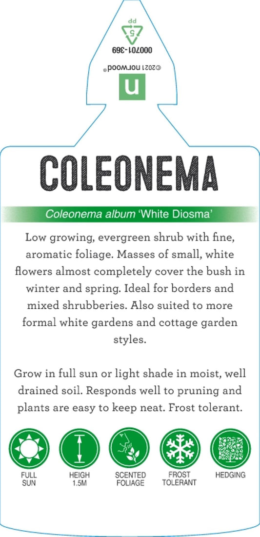 Coleonema Album 14cm