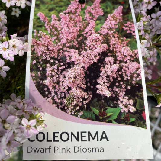 Coleonema Compactum Pink 14cm
