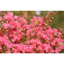 Lagerstroemia Commanche 18lt