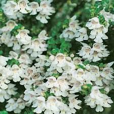 Prostanthera Cool Mint 140mm