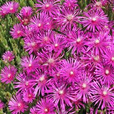 Delosperma Sunflare 140mm