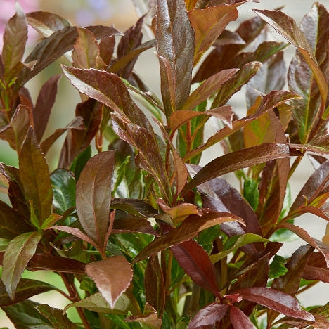 Viburnum Coppertop 5lt