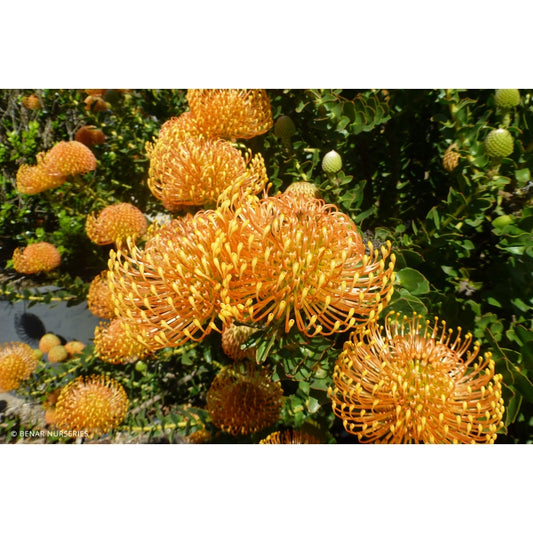 Leucospermum Cord Orange 12lt