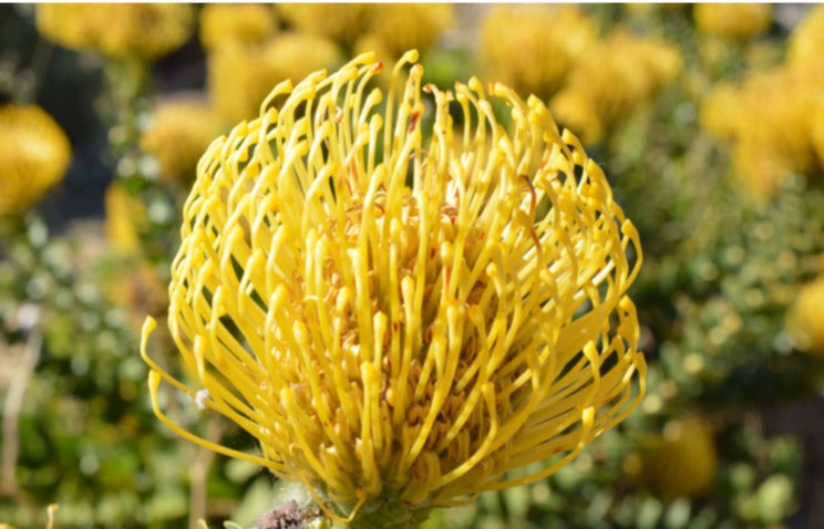 Leucospermum Cord Yellow 12lt