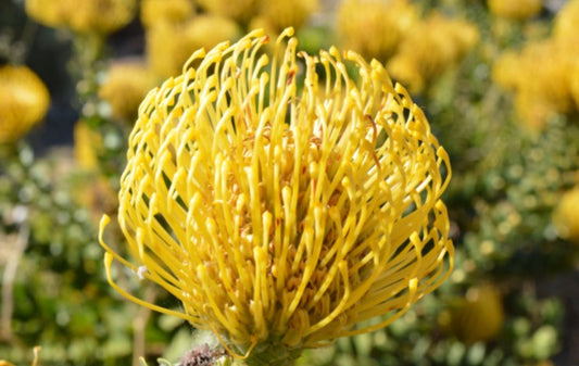 Leucospermum Cord Yellow 5lt