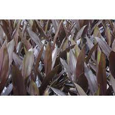 Cordyline Caruba Black 17cm