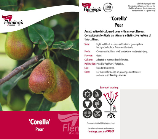 Corella 50lt