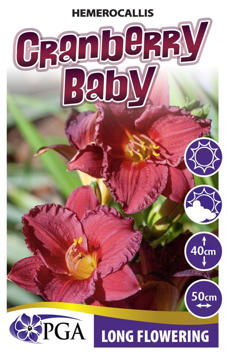 Hemerocallis Cranberry Baby 140mm