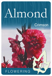 Flowering Almond Crimson bare root