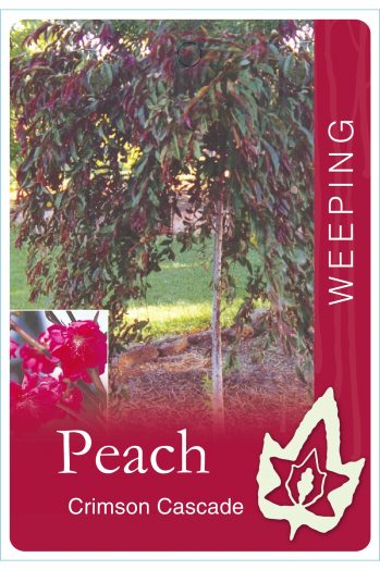 Weeping Peach Crimson Cascade bare root