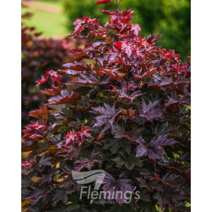 Acer Crimson Sentry 18lt – Bigga Trees
