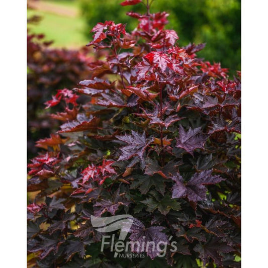 Acer Crimson Sentry 50lt