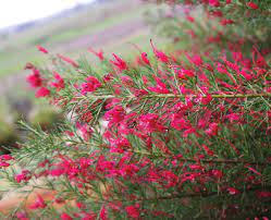 Grevillea Crimson Villea 140mm