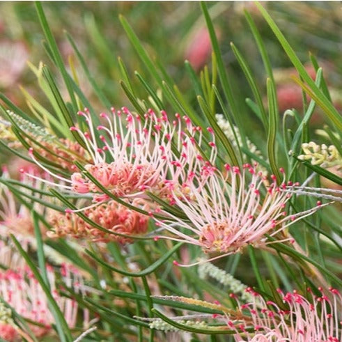 Grevillea Cupid Dream 5lt