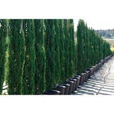 Cupressus Semp Glauca 12lt