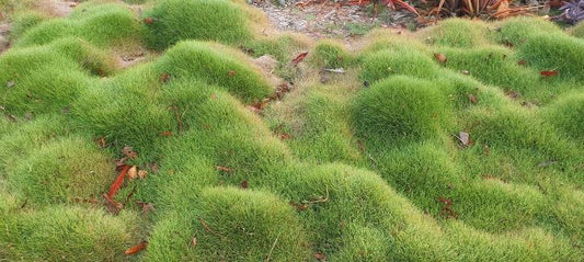 Scleranthus Biflorus Cushion Bush 250mm