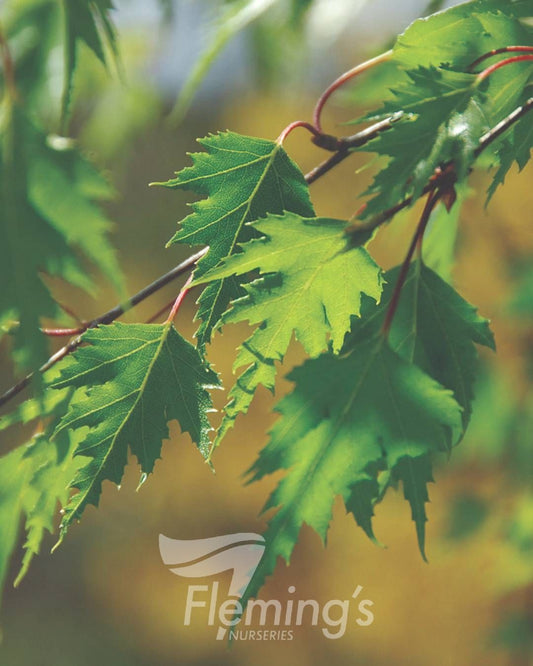 Betula Dalecarlica 50lt