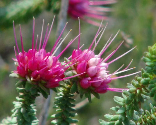 Darwinia Oldfieldii 140mm
