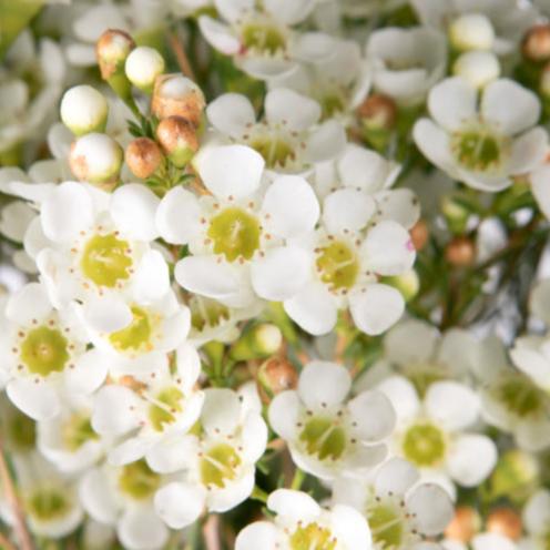 Chamelaucium Dawn Pearl 5lt
