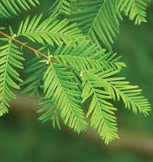 Metasequoia Glyptostrovoides Dawn Redwood 12lt