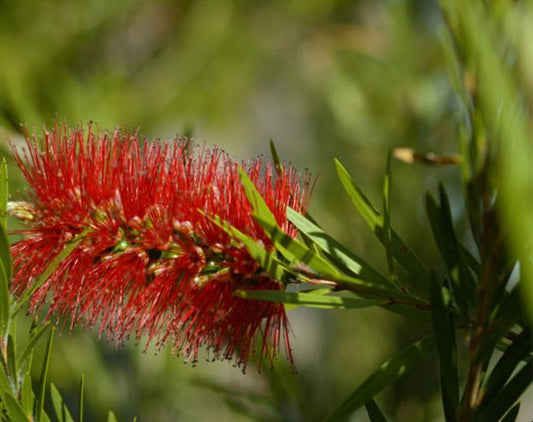 Callistemon Dawson River Weeper 5lt