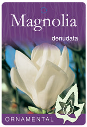 Magnolia Denudata bare root