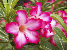 Desert Rose - Adenium Obesum 14lt