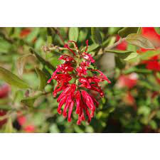 Grevillea Deua Flame 14cm